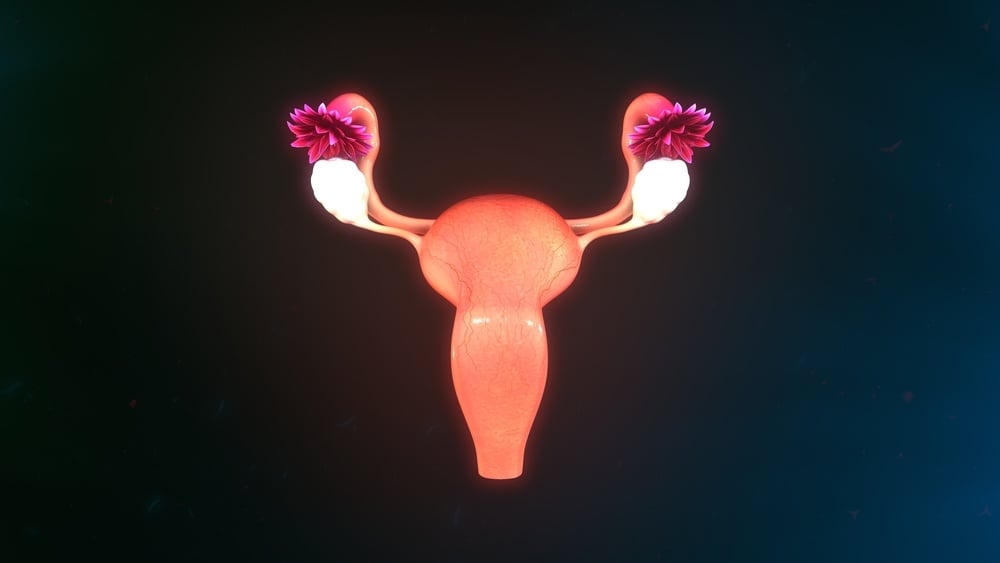 ii-uterine-lining-becomes-thick-and-spongy-after-fertilisation-4-a